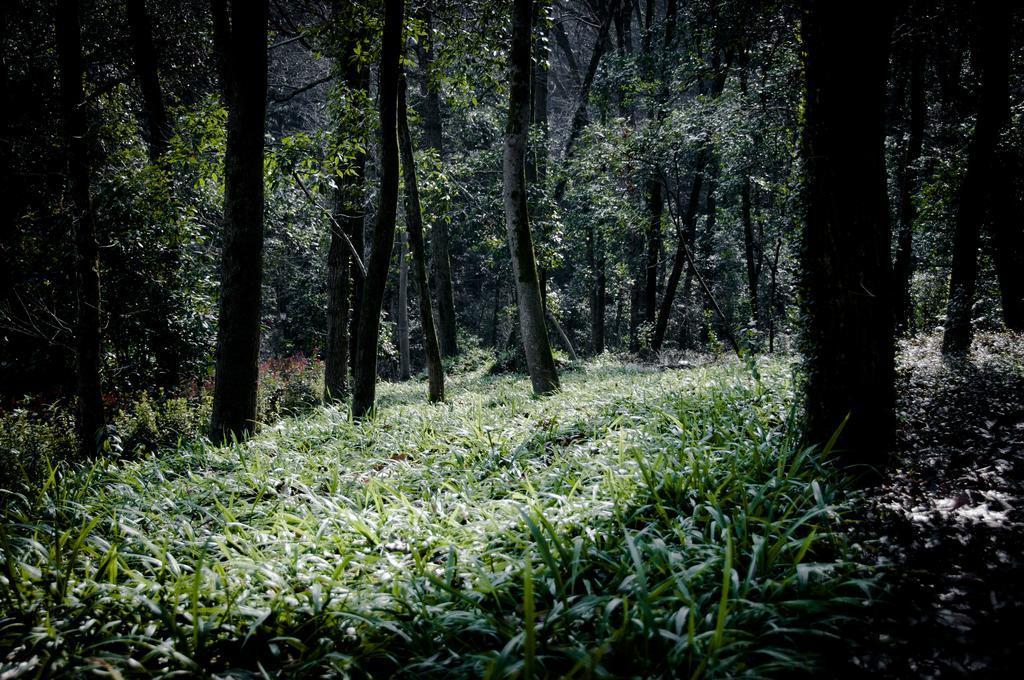 Hangzhou Banyan Art House ภายนอก รูปภาพ