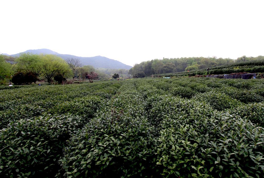 Hangzhou Banyan Art House ภายนอก รูปภาพ